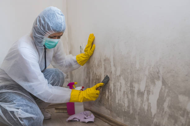 Best Mold Remediation for Specific Building Types in Waterbury, CT