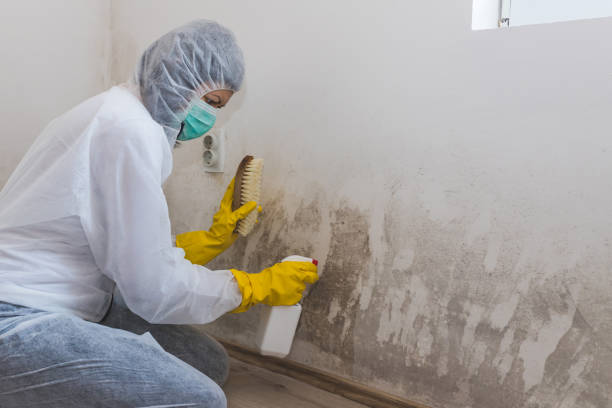 Best Mold Testing and Inspection Services in Waterbury, CT