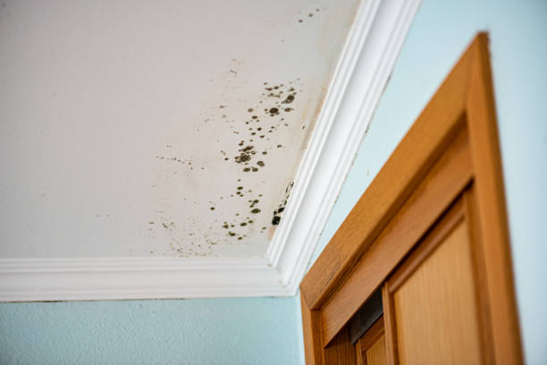 Best Black Mold Remediation in Waterbury, CT