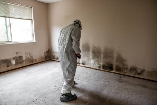 Best Residential Mold Remediation in Waterbury, CT